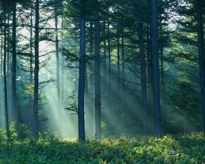 Sunlight Shining Through Forest